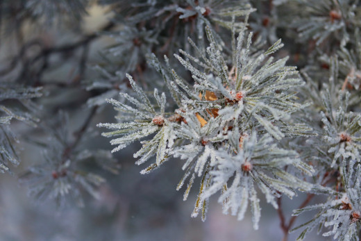 �1759002 �������(a): ����������:5000x3333